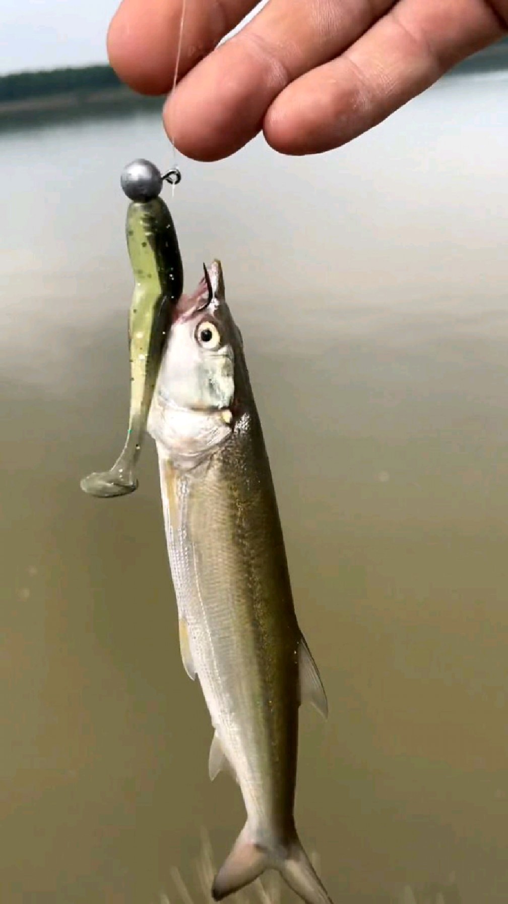 还未满月的小鳡鱼苗