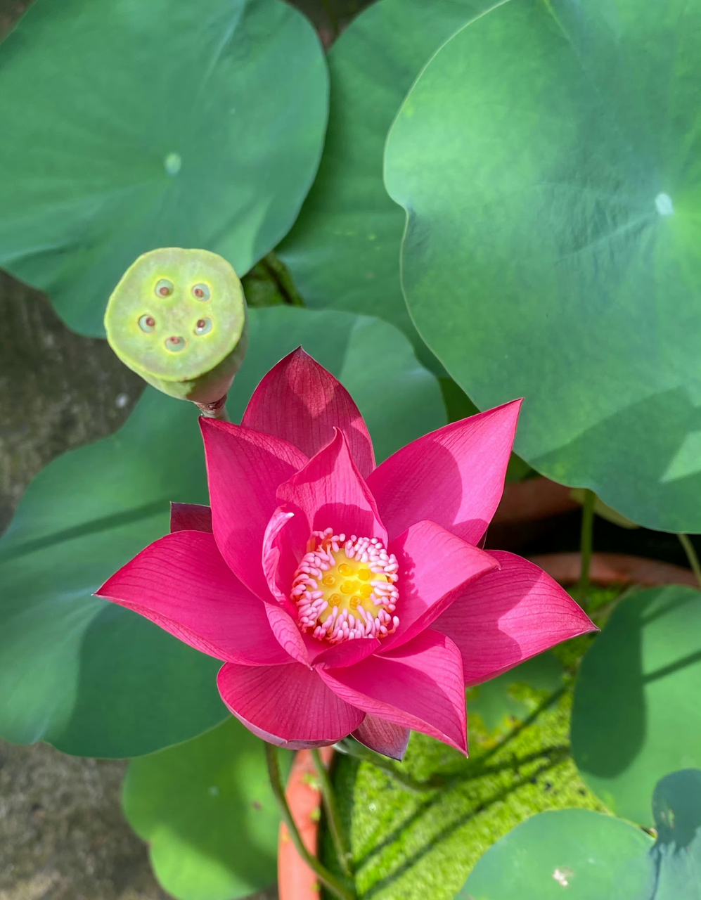 它的花蕊是粉红色的火红荷花,年年荷花开 岁岁人不同 夏来我也来 共度