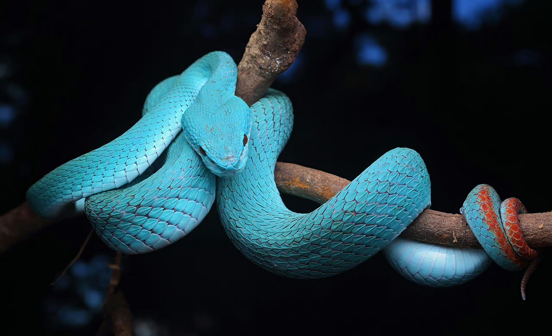 乌青色的蛇图片