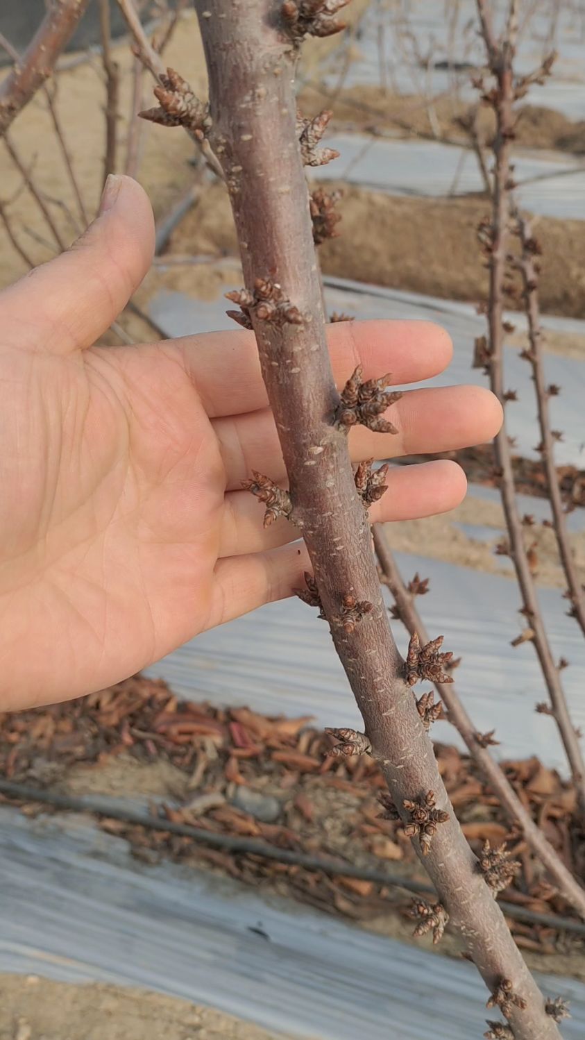 大樱桃树修剪保留侧外芽,抑前促后,使下部枝条形成饱满花芽!-度小视