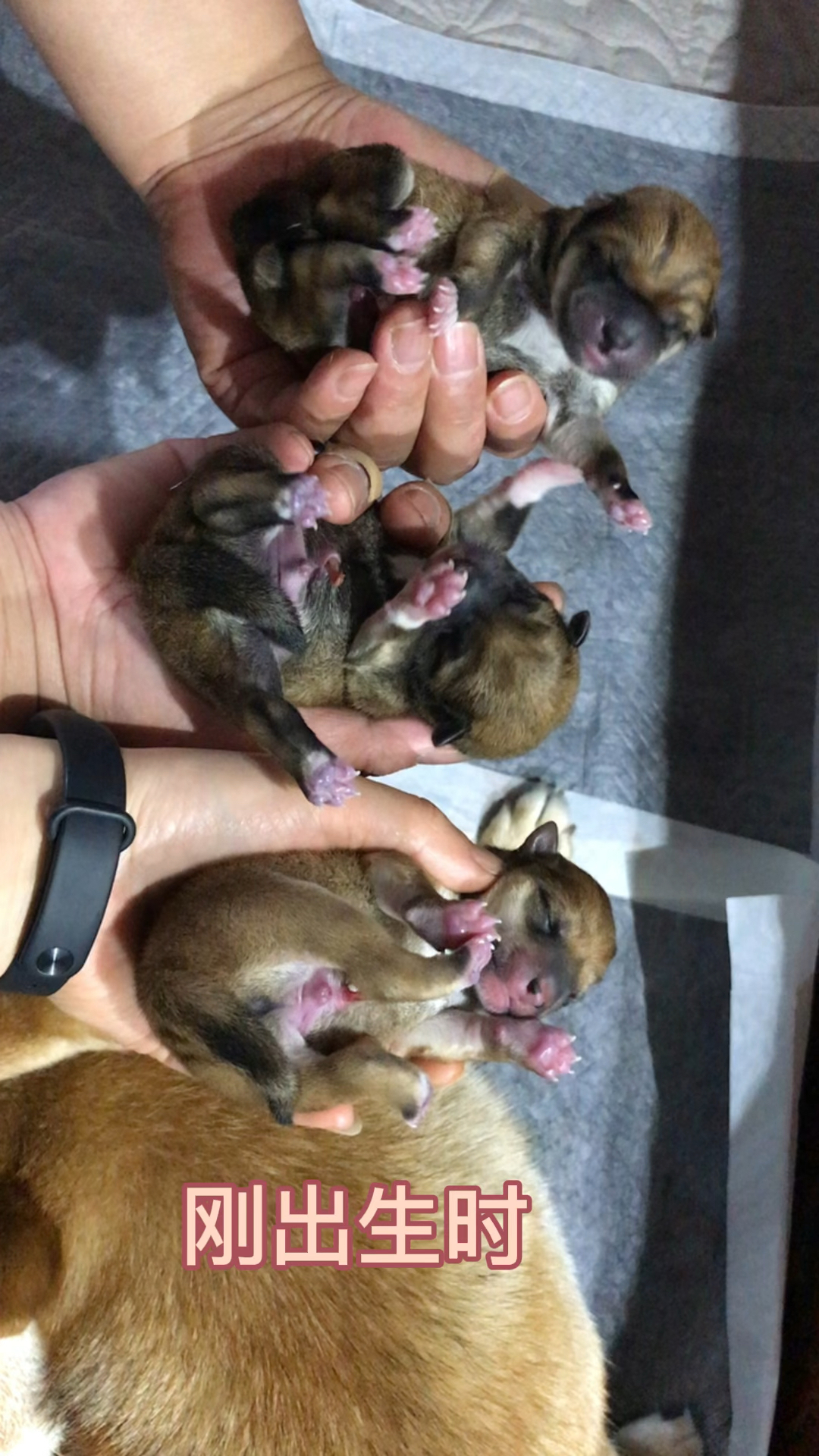 刚出生的柴犬三兄弟和两个月后对比你还认得出谁是谁吗