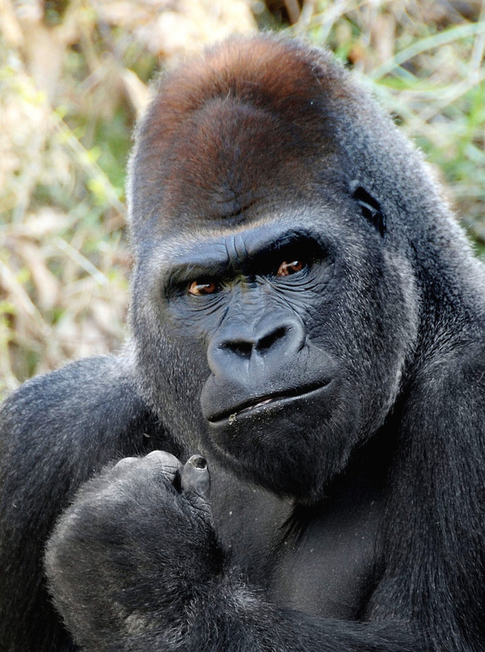 大猩猩搞怪表情系列,太逗了.#趣图搞笑# #动物趣图