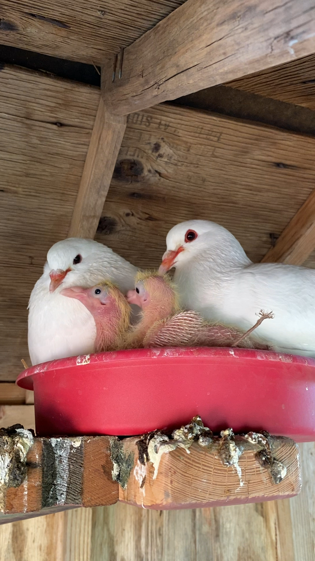 听听幼鸽的叫声,看看相亲相爱的一家人.