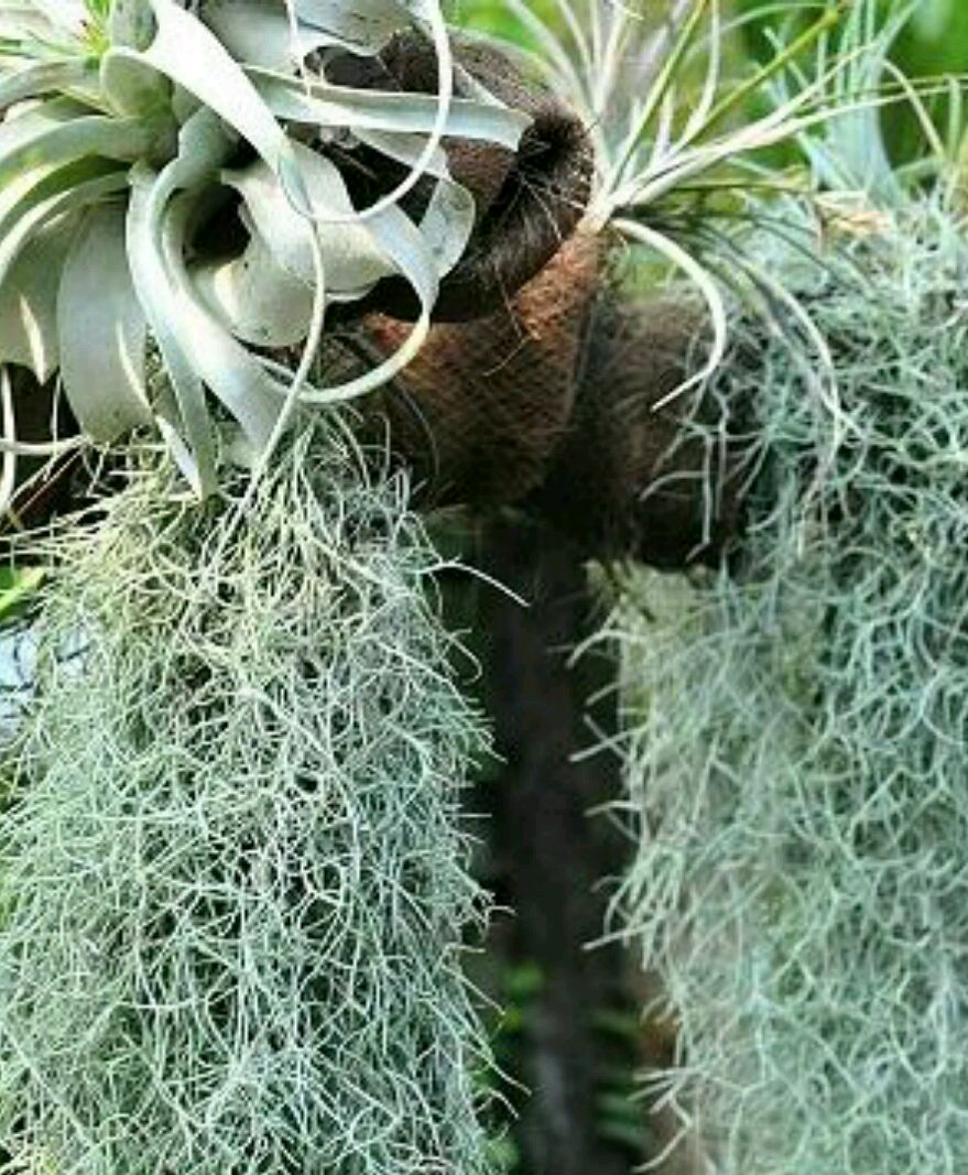 松萝也是一种中药材,那么中药松萝有哪些功效与作用?