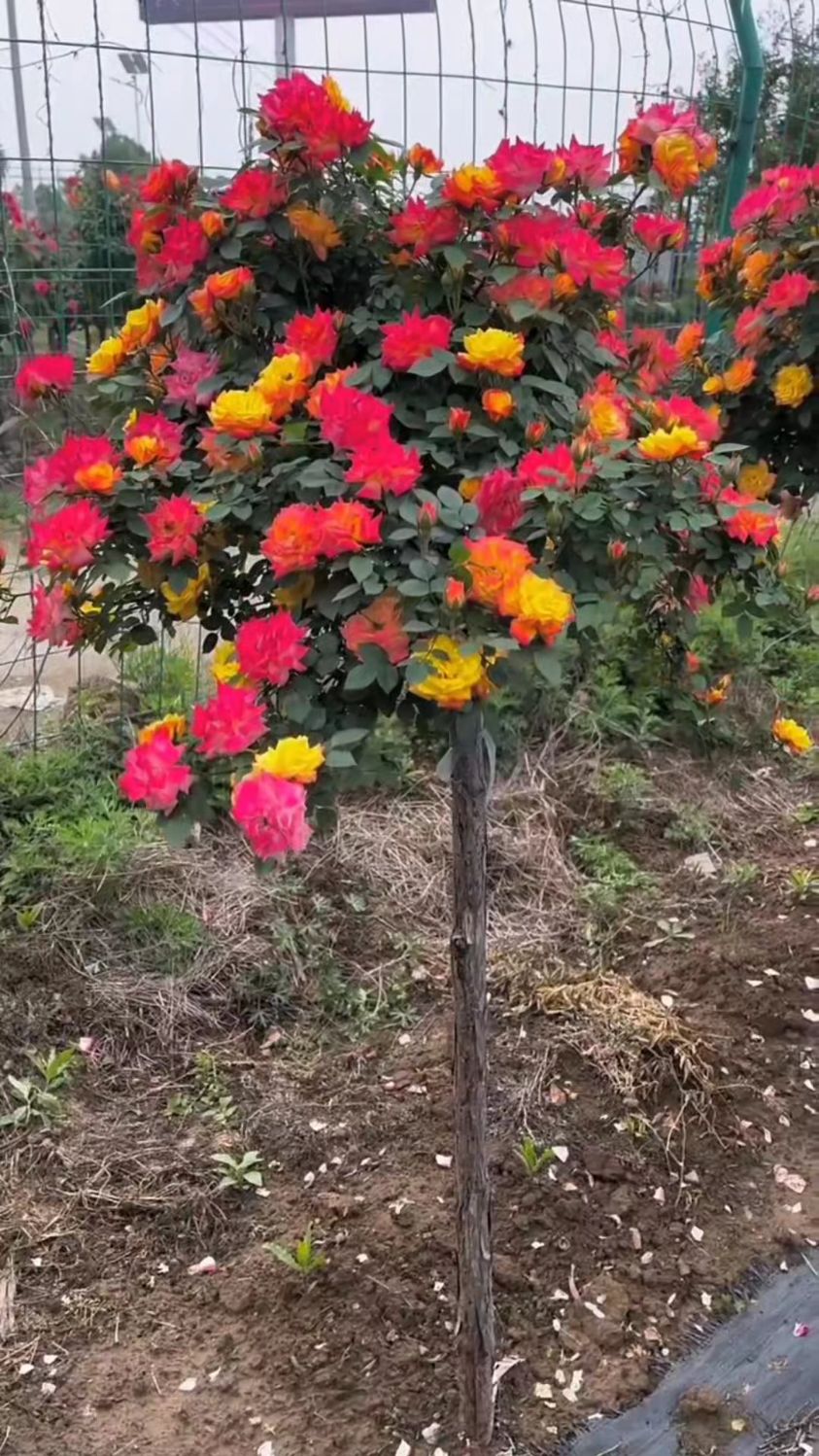 藤彩虹树状月季开花多色花量多花期长多季循环开花-度小视