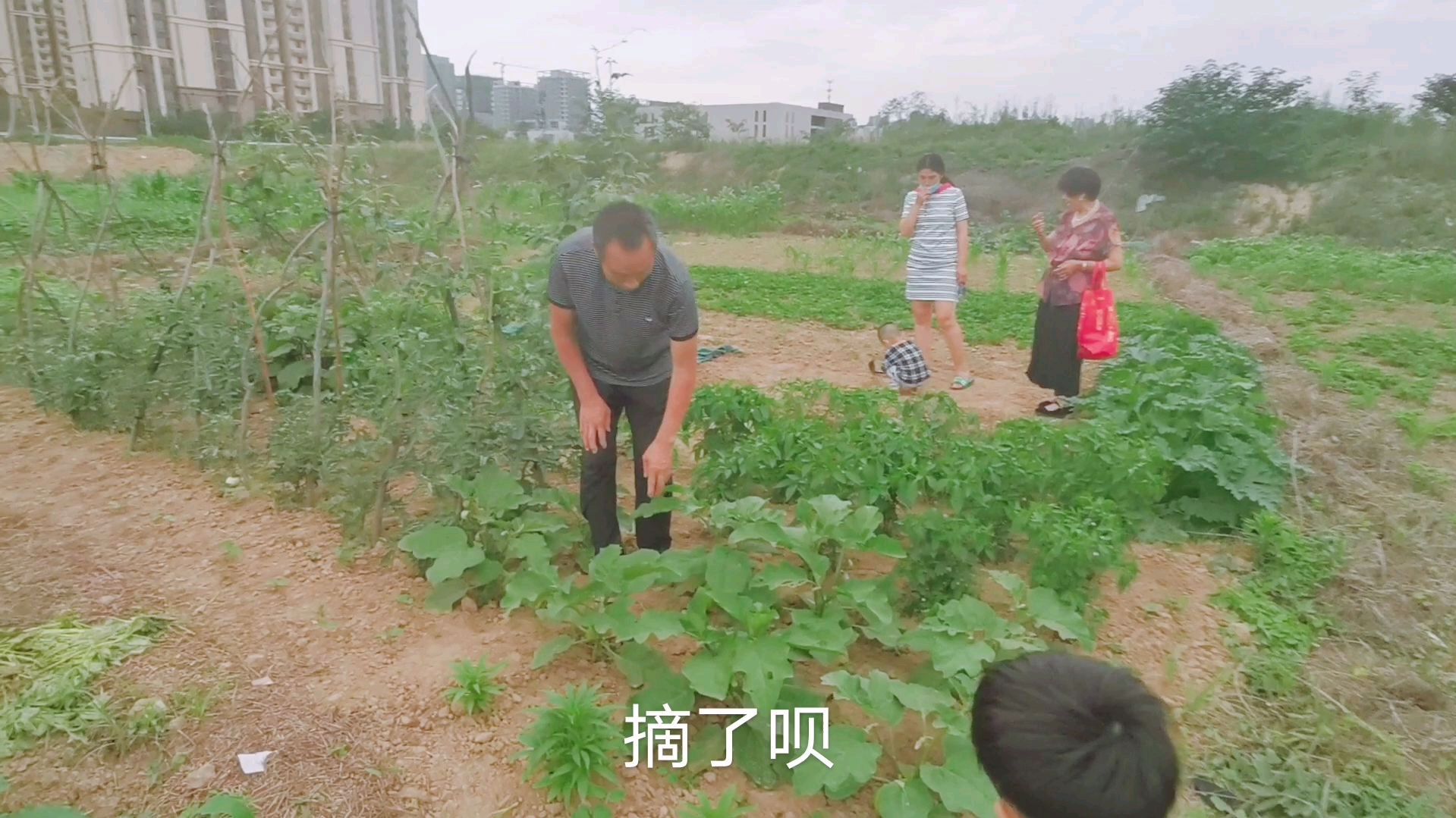 农村小伙在郑州,60平的小菜园种竟种近20样菜品,看看都种了啥?