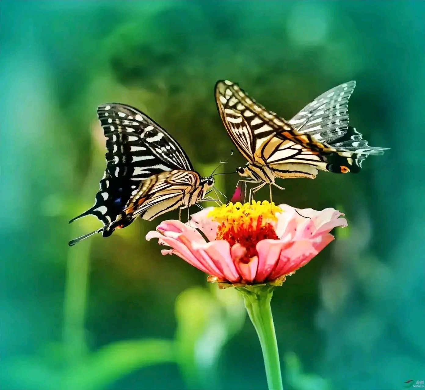 妈妈愚昧无知,"烧"死花季少女