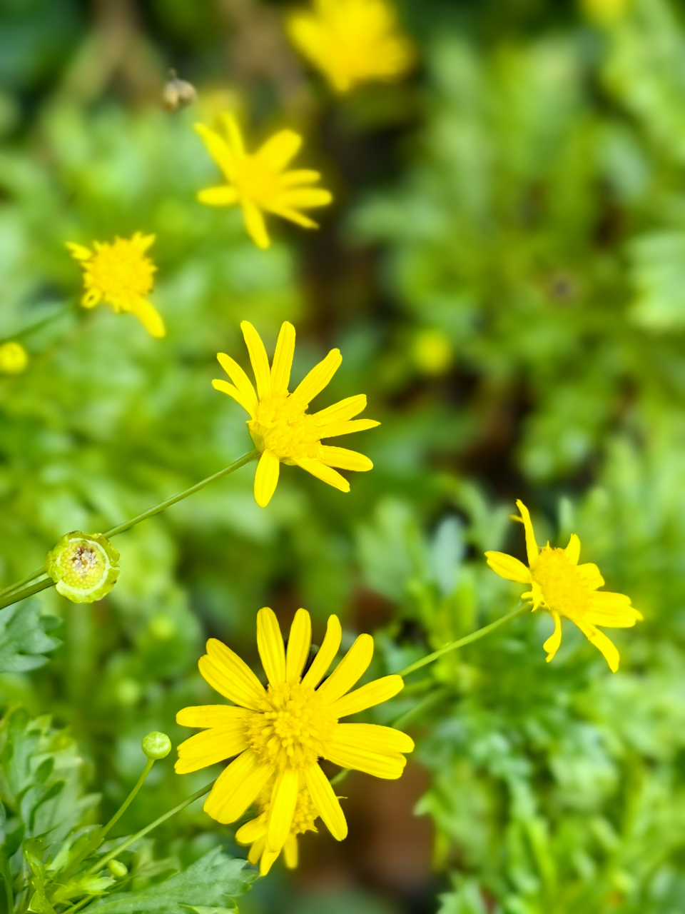 花朵是幸福的,因为阳光的照耀,因为雨露的滋润;花朵是唯美的,因为摇曳