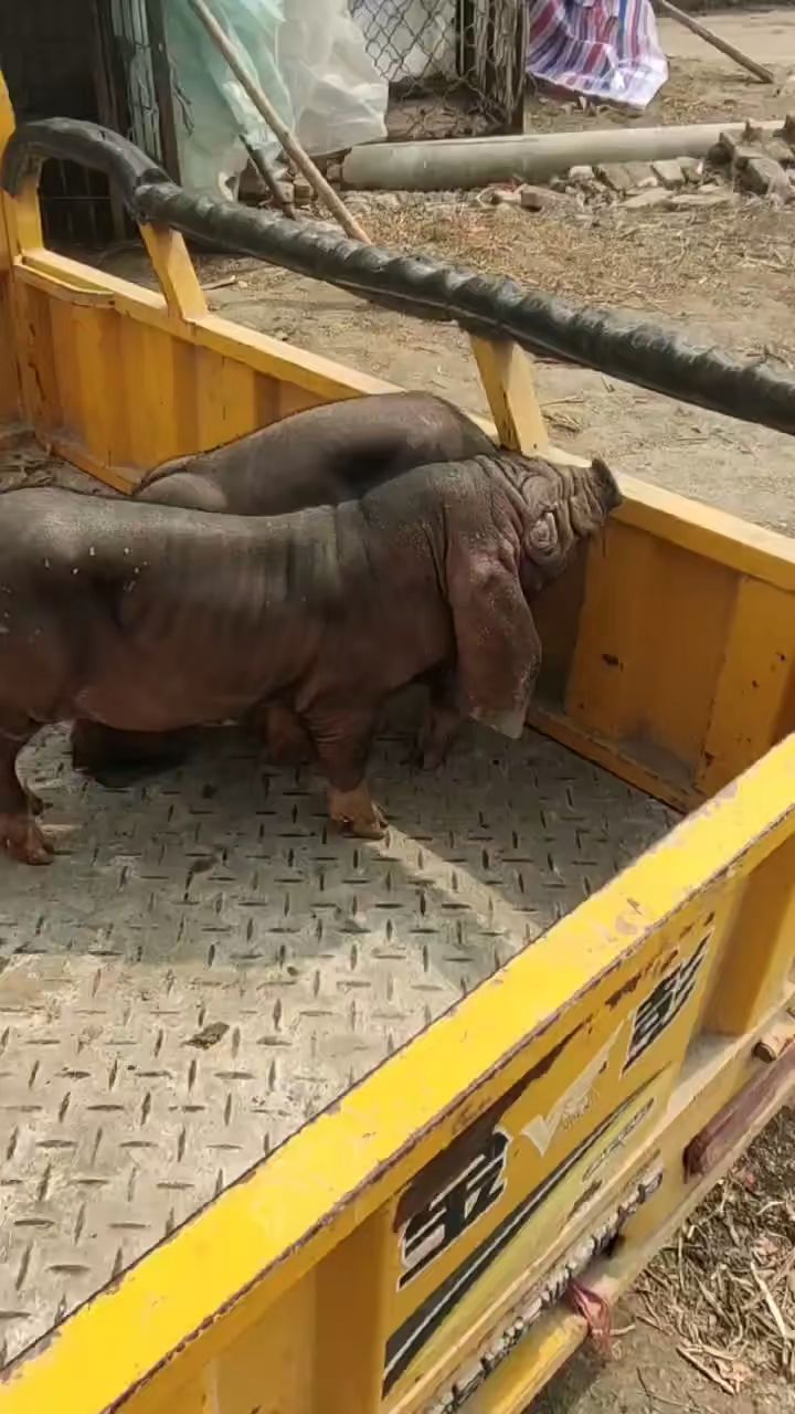 这样大耳朵母猪喜欢吗太湖猪