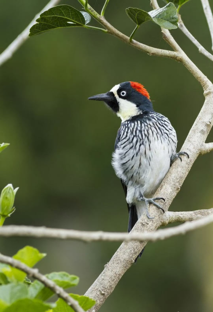 橡树啄木鸟喜欢把橡子藏在缝隙里囤积起来.