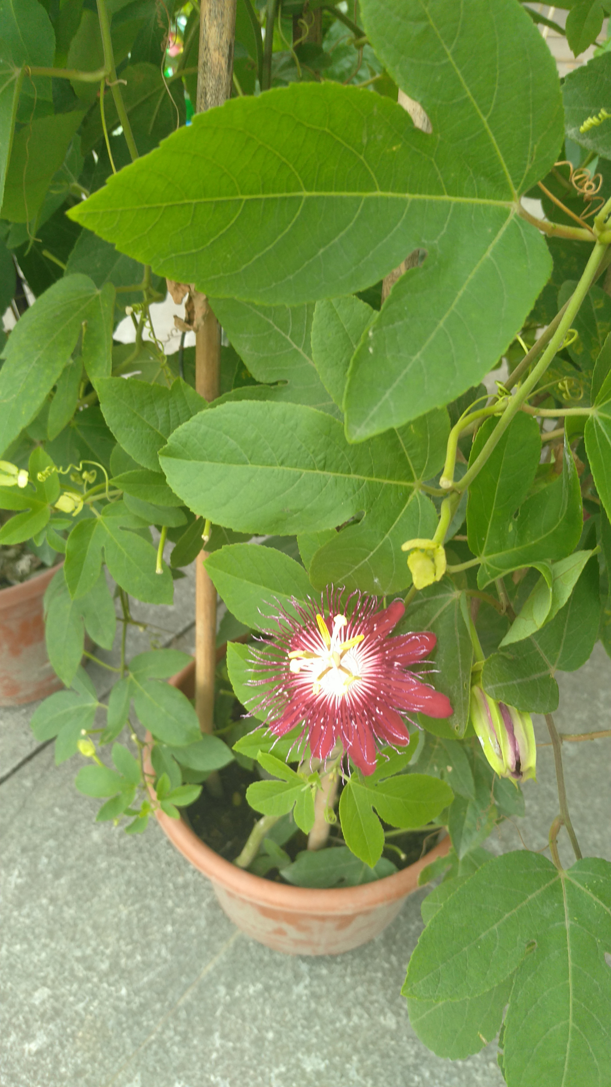 红花西番莲,花大,观赏性极佳,被称为陆地上的莲花