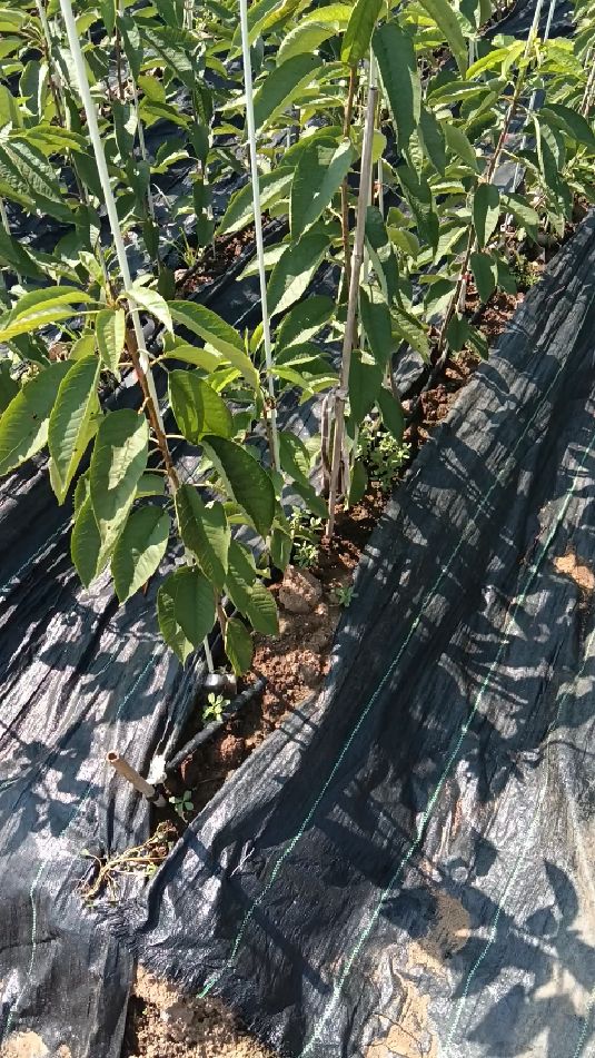 吉塞拉矮化砧木培育的齐早大樱桃苗哪里的好