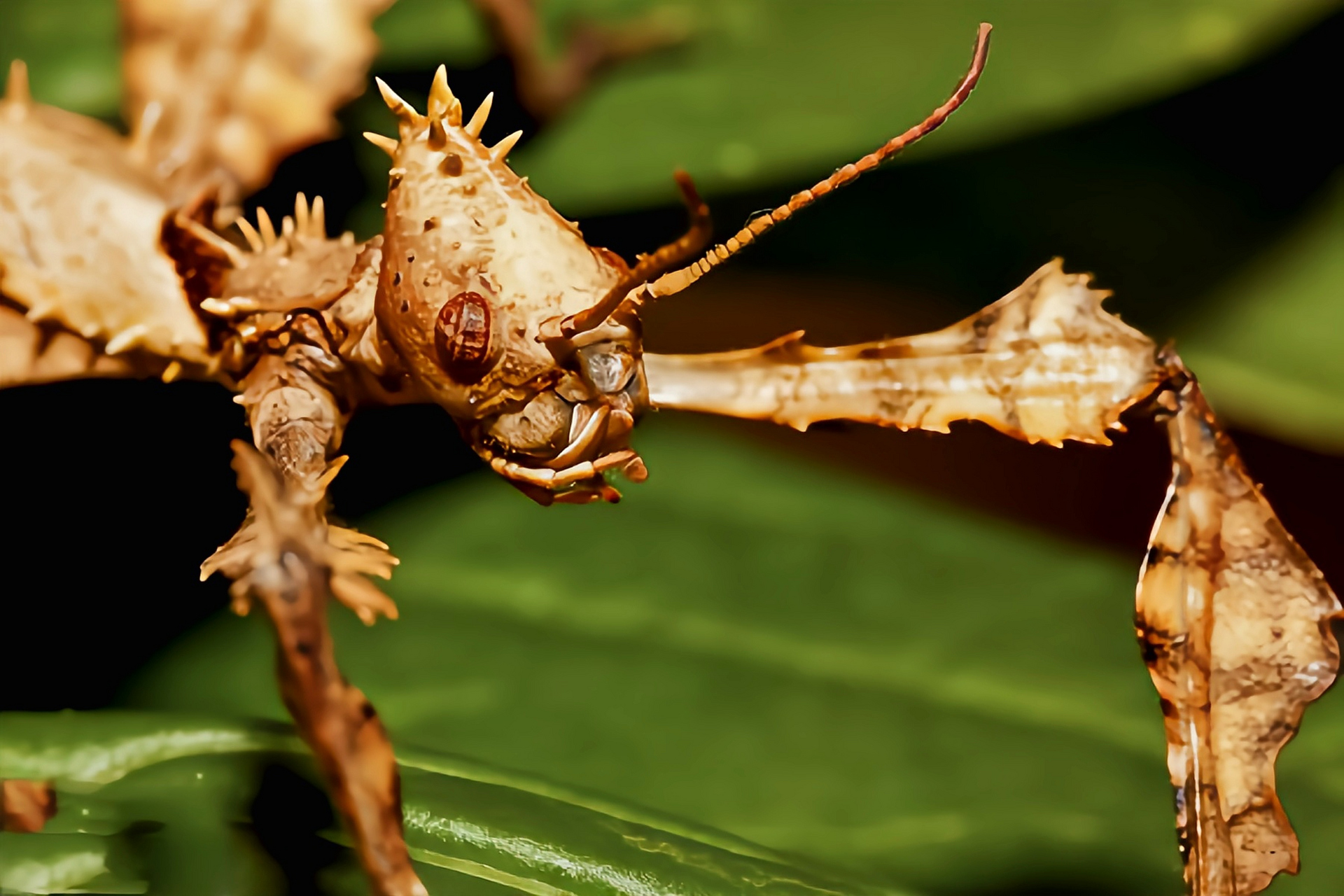 每天认识一种昆虫——幽灵竹节虫 幽灵竹节虫别名巨刺竹节虫