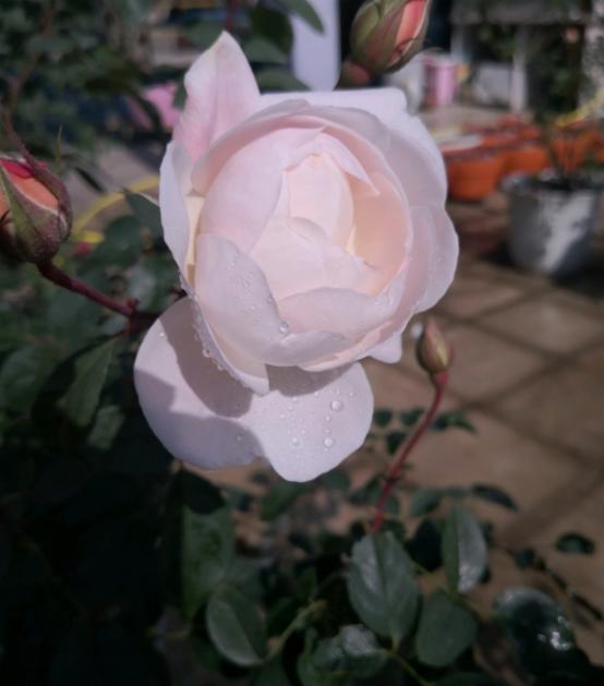 出道选择题给你:河本和伊芙你选哪个?