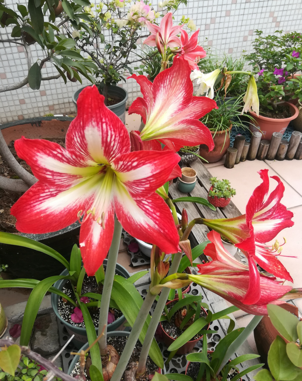 朱顶红四川女王逐渐绽放中 四川女王是土朱中非常出色的,群开一完很