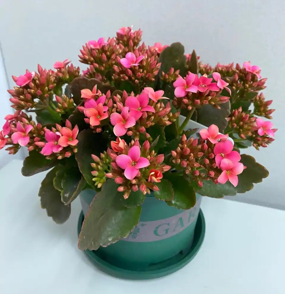 2022年最火的22个长寿花品种,每个都好看,重瓣的单瓣的都有