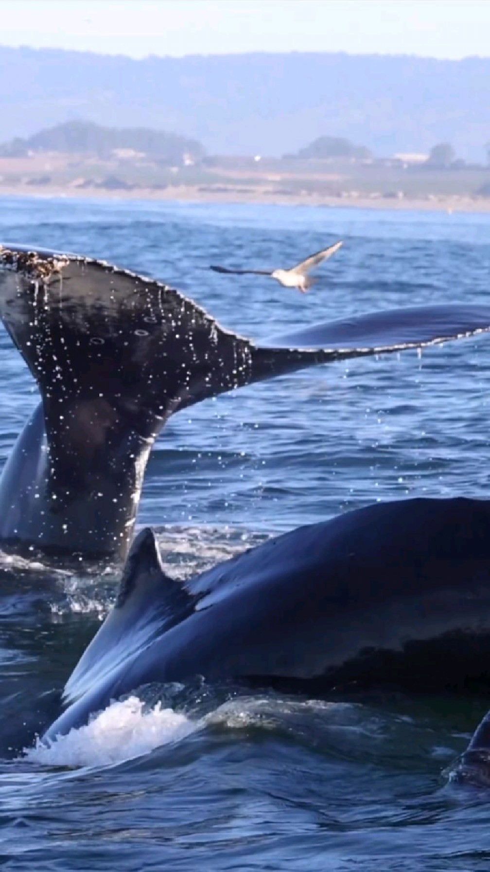 两只座头鲸双双潜入水下一起游泳