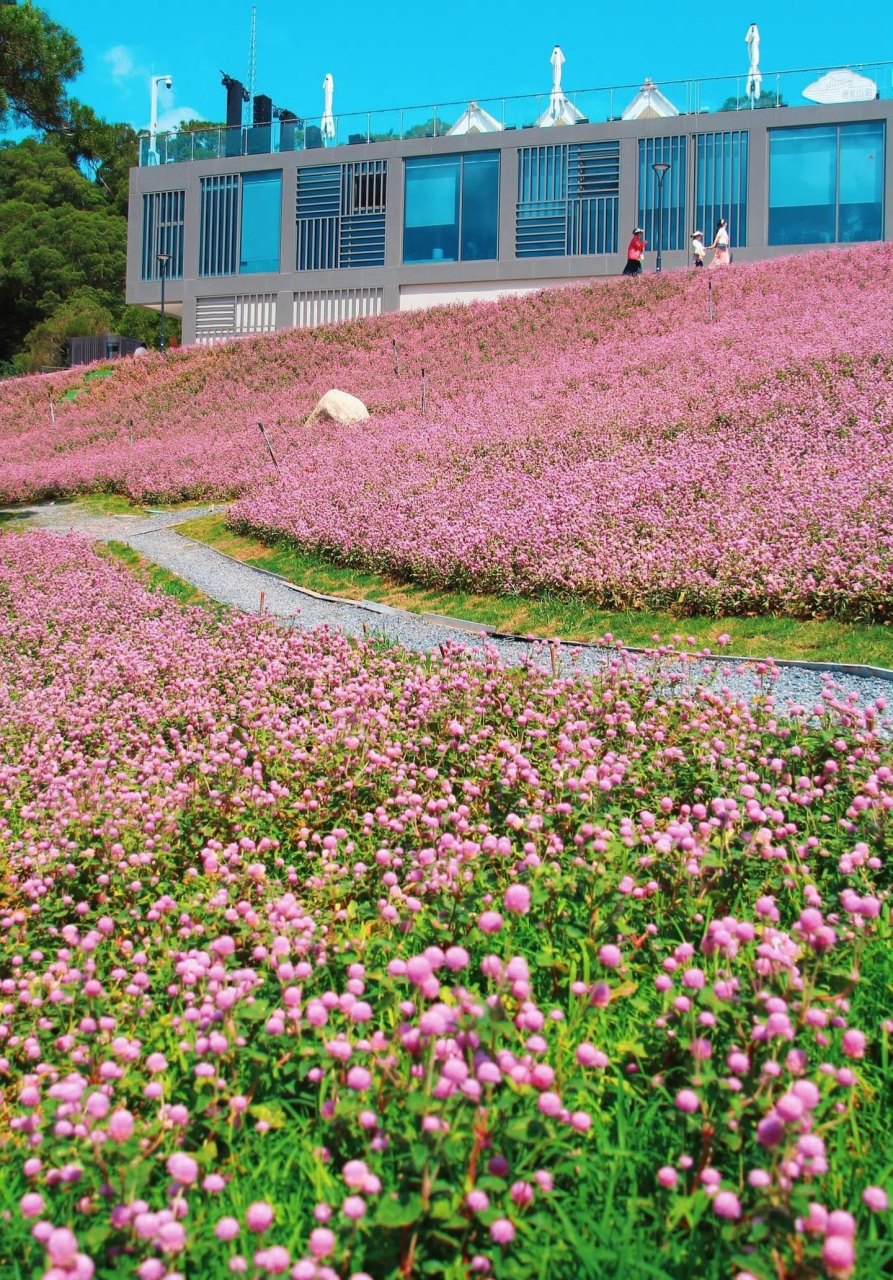 今日之花:粉色千日红 以前只见过紫红色艳丽的千日红,今天路过一片