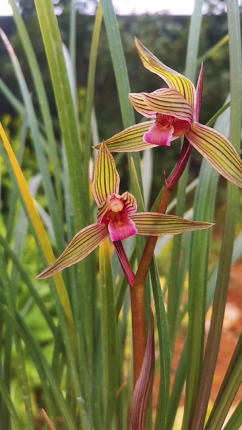 春剑新品直立叶红草红素