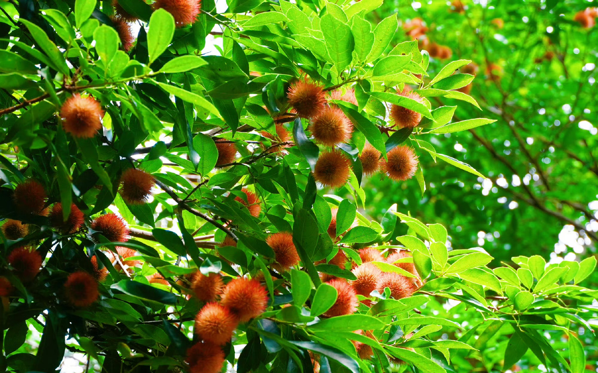 猴欢喜90 猴欢喜得名有两种说法,一种是:果子成熟时,野外的猴子以为