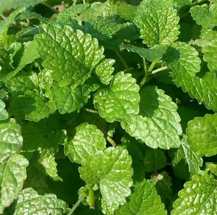 柠檬香蜂草"这样养",长到泛滥,比薄荷旺盛,芳香美观用途多