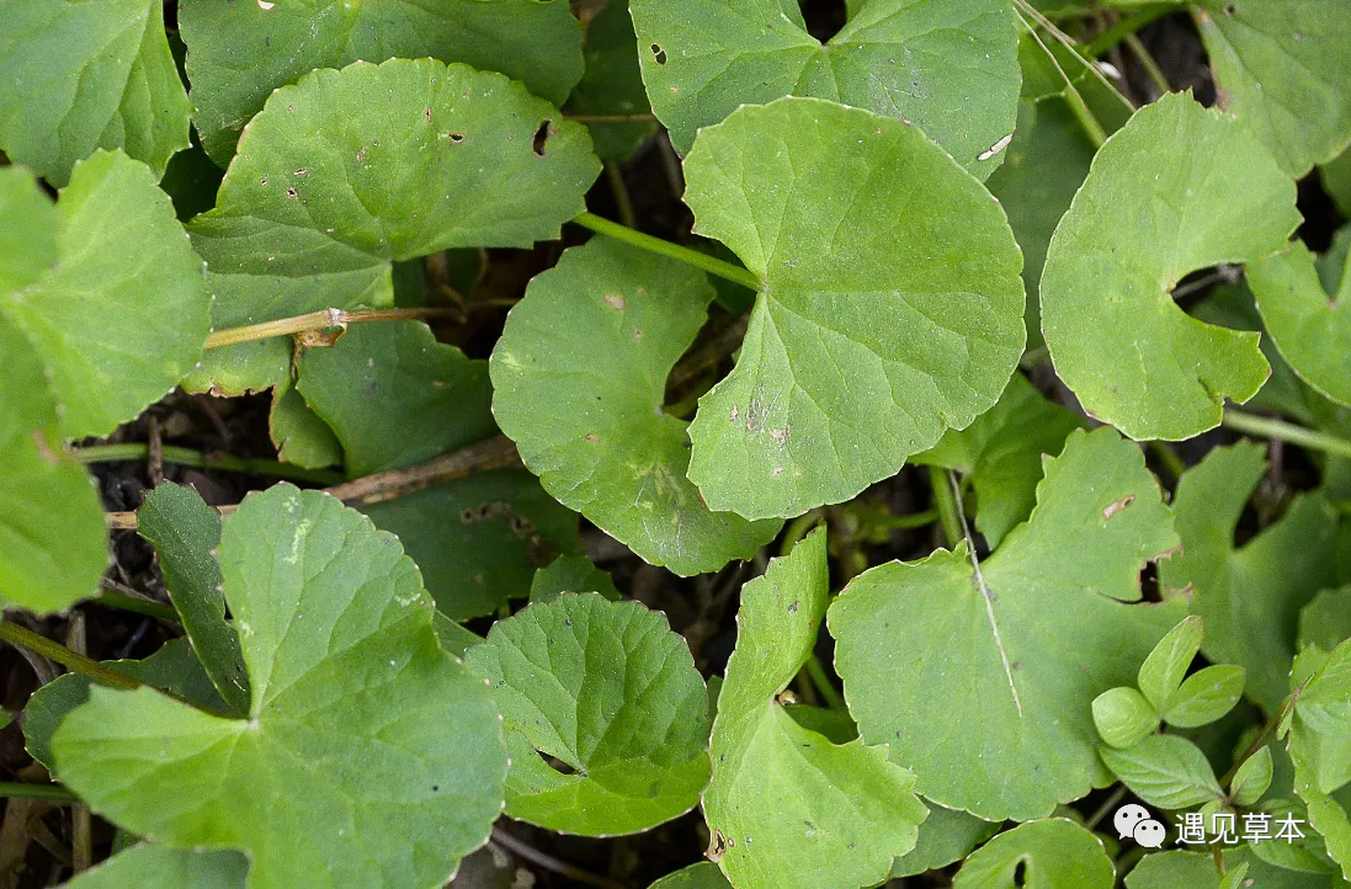 小小的"它"却被称为"抗癌草",农村很多人抢着挖,能煮菜也能泡茶喝!