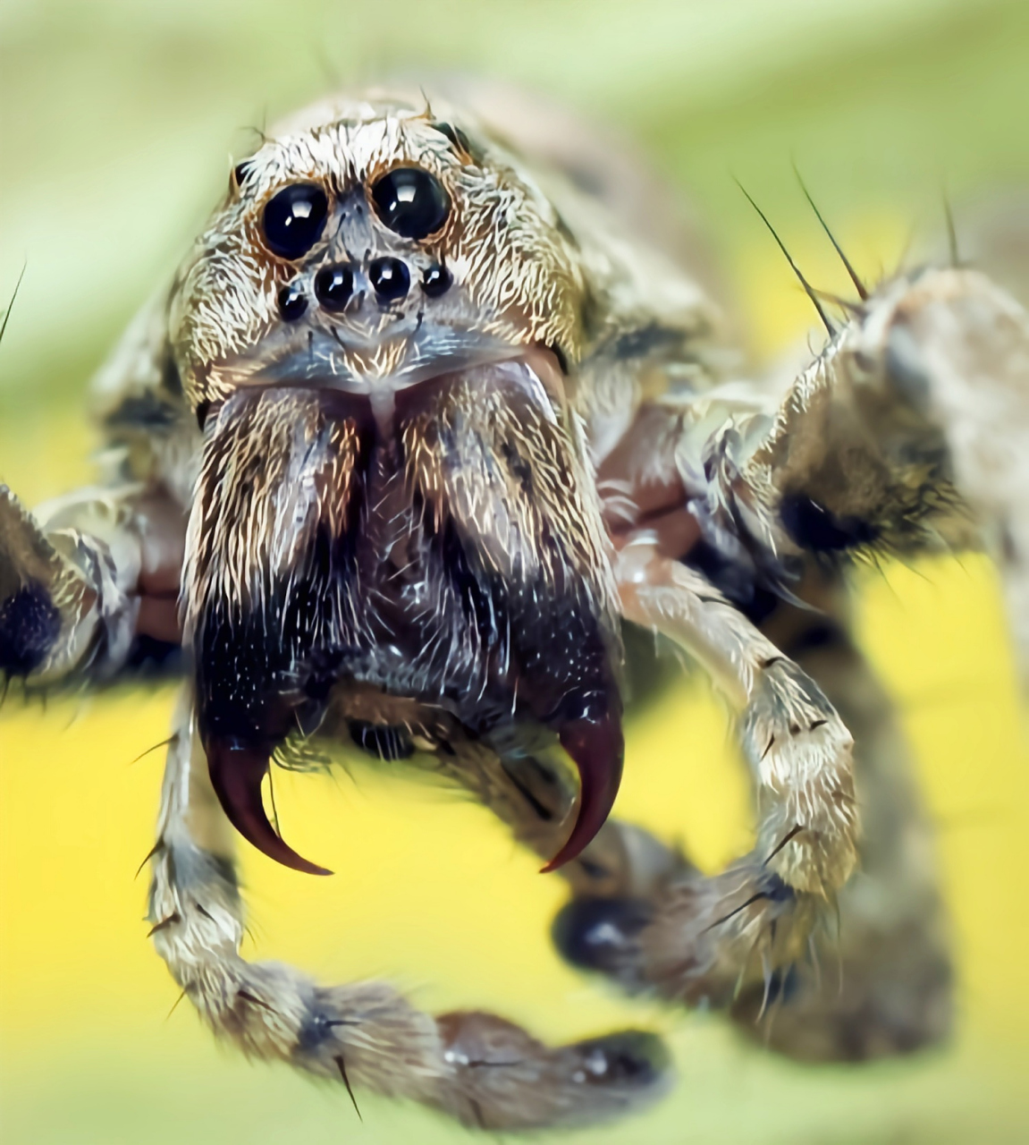 每天认识一种动物——中华狼蛛 中华狼蛛别名地侠,是栖息于我国北方棉