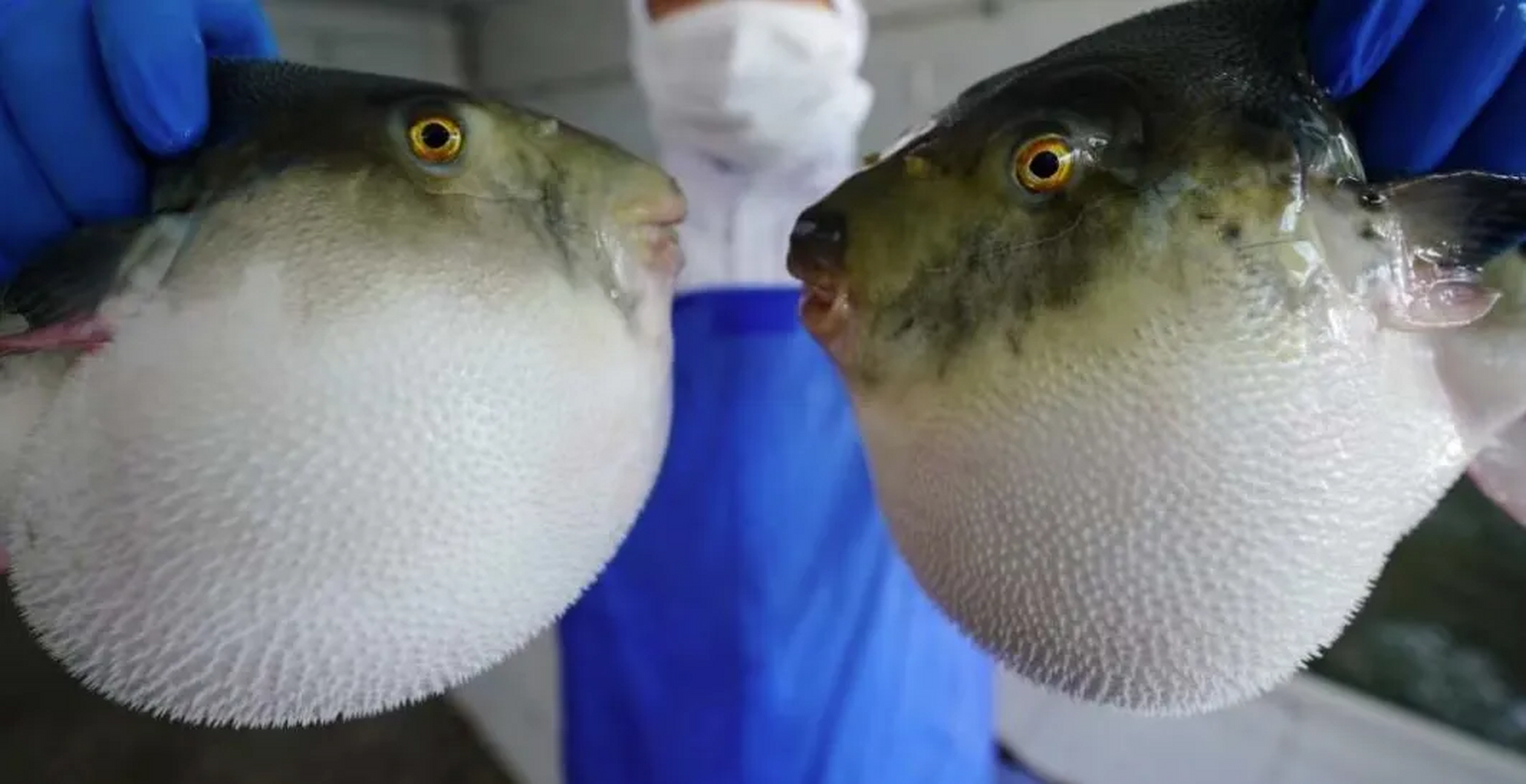 我的朋友刘先生因食用河豚引起中毒事件险些丧命,今天中午终于正常了.