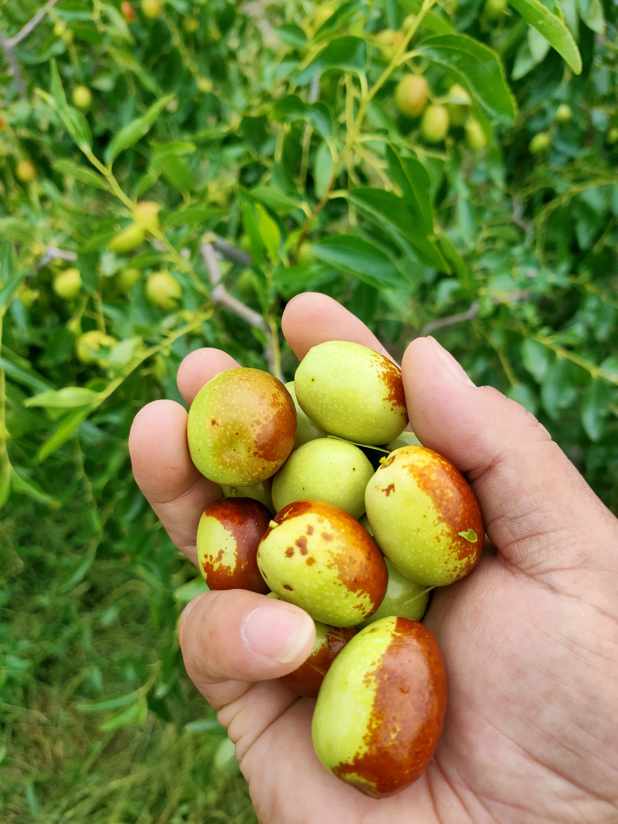 2021辽宁北票上园金丝枣