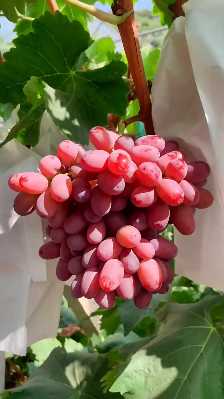 深红无籽葡萄苗 自花授粉 成枝能力强 植株健壮 秋季移栽成活率高
