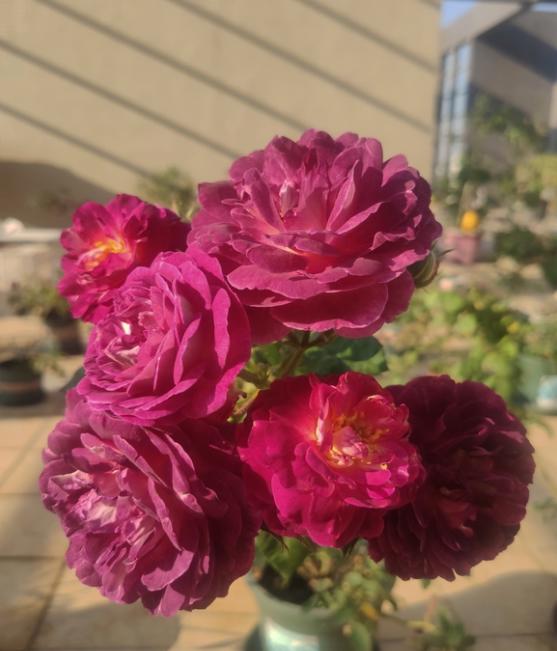 月季合唱团适合北阳台种吗?夏天上午有3个小时的日照