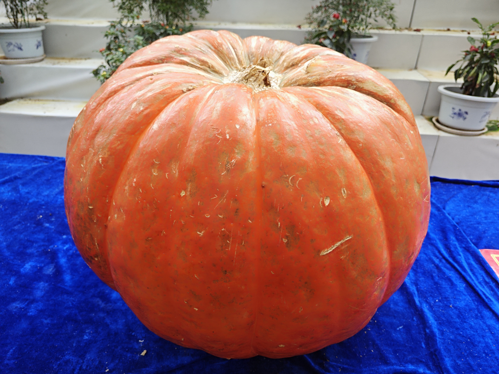 七月末,寿光蔬菜高科技示范园10号展厅里的大南瓜拔园了,看着几十个几