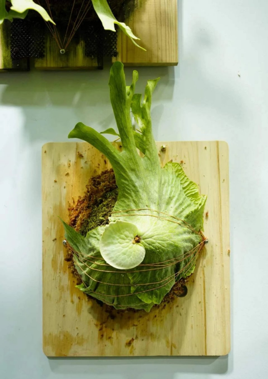 女王×巨兽鹿角蕨的变化. 676767