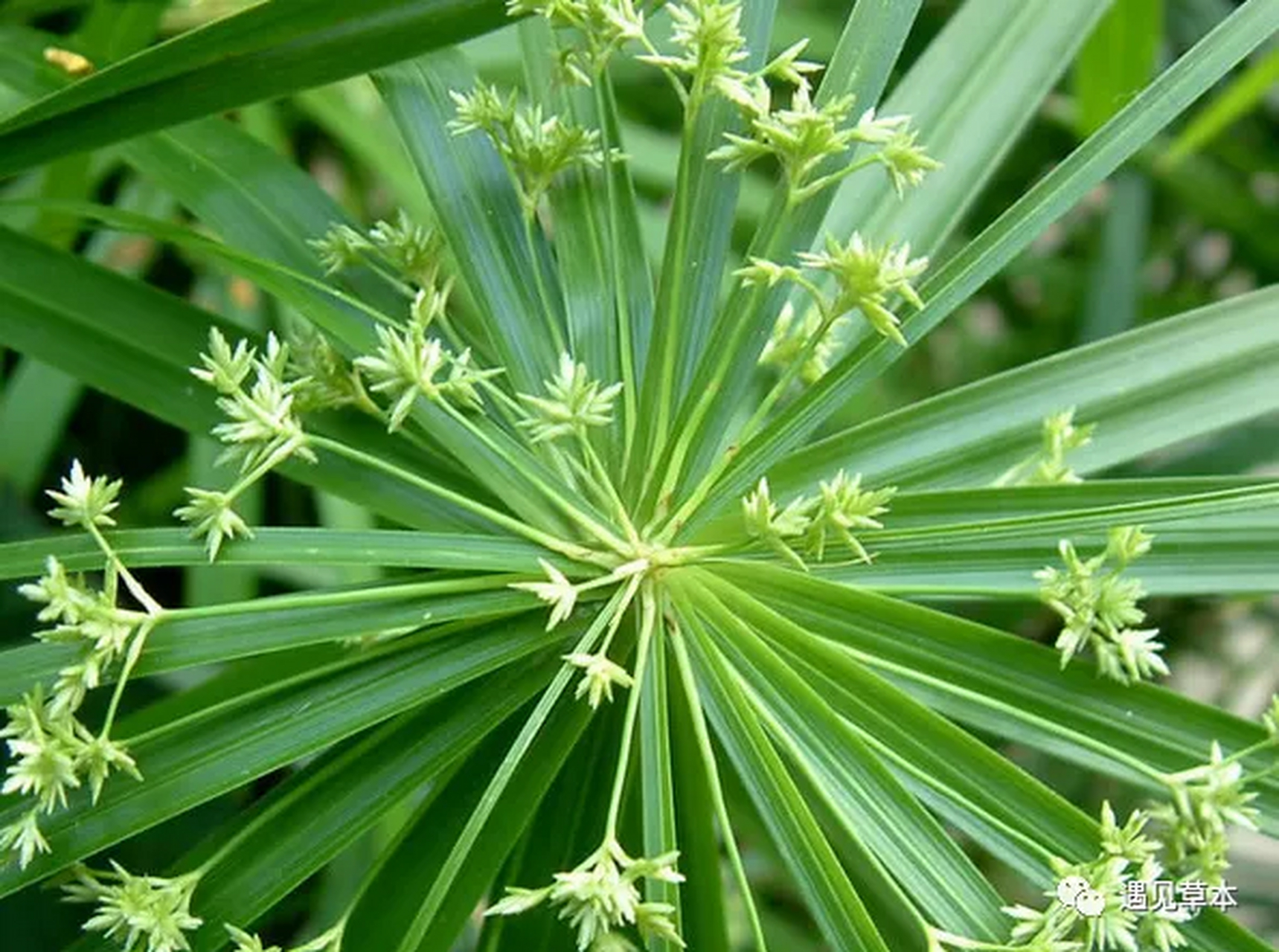 这种"牙痛草",却是牙痛的克星,很多人见过却不知其用途,太可惜了!