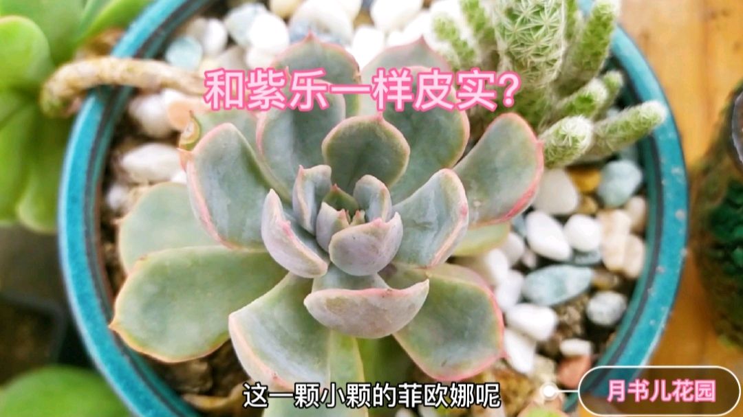 和紫乐一样皮实好养的多肉菲欧娜,夏天也出状态,你值得拥有
