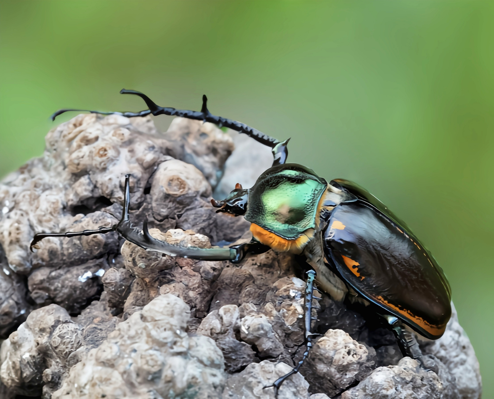 每天认识一种昆虫——阳彩臂金龟 阳彩臂金龟又名福氏彩臂金龟,曾在