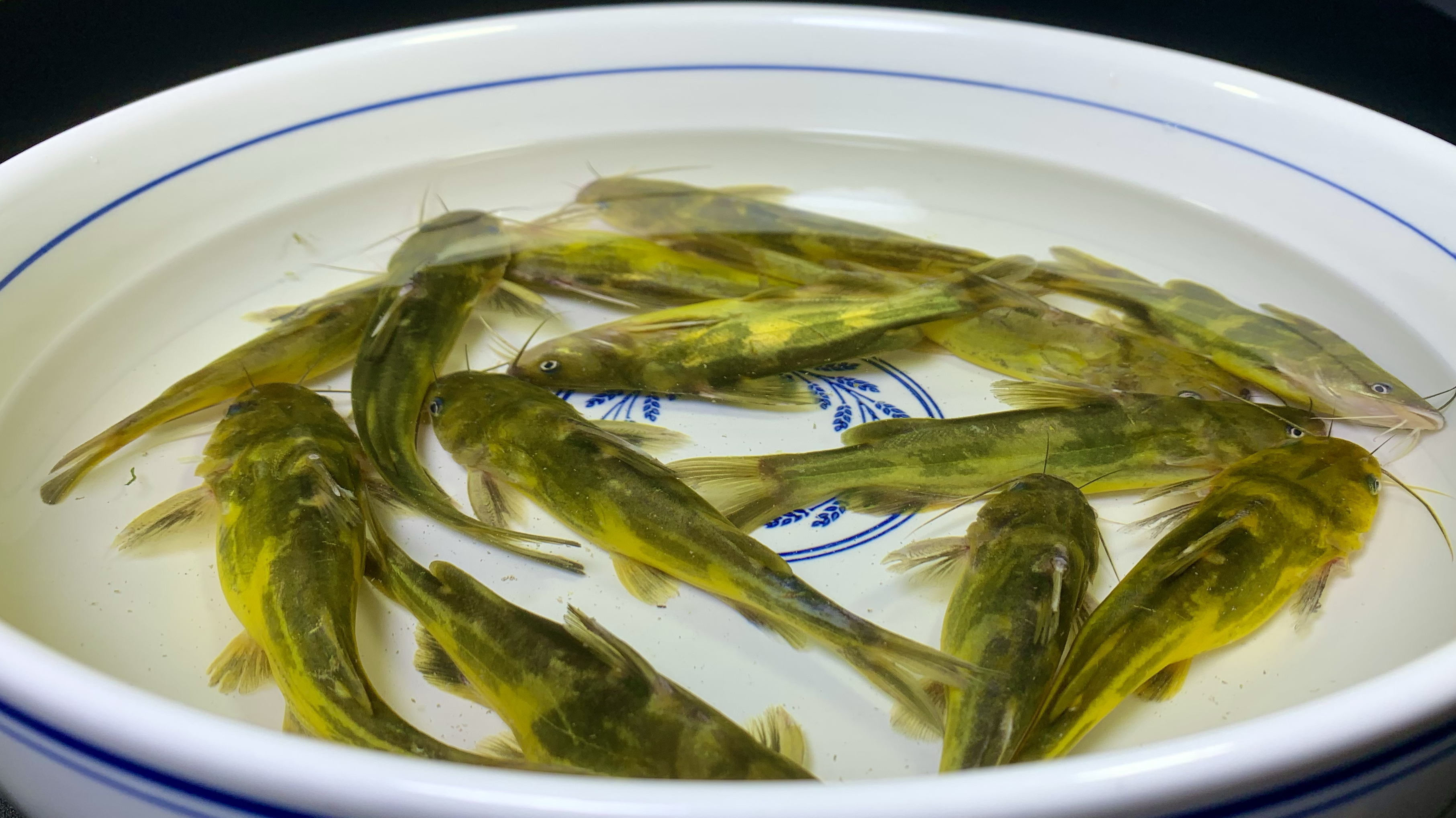 黄辣丁学会这样做，汤色奶白鲜美，鱼肉鲜嫩多汁，营养美味