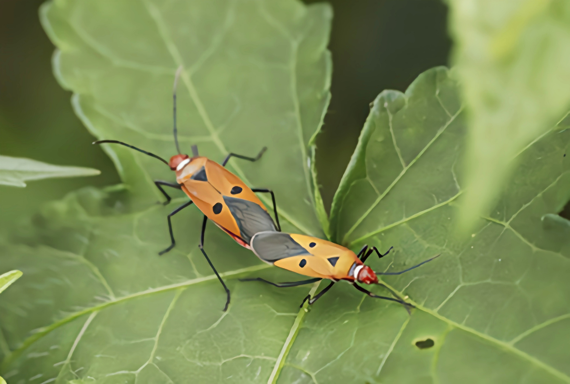 每天认识一种昆虫——棉二点红蝽 棉二点红蝽别名离斑棉红蝽,二点星