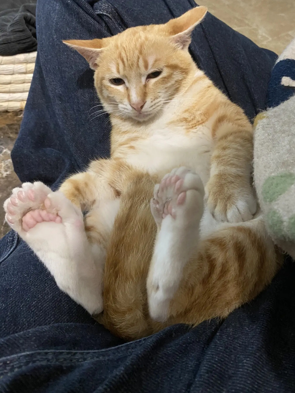 我的天啊,这猫咪的爪爪好怪,怎么有这么多的脚指头![左捂脸]#猫咪