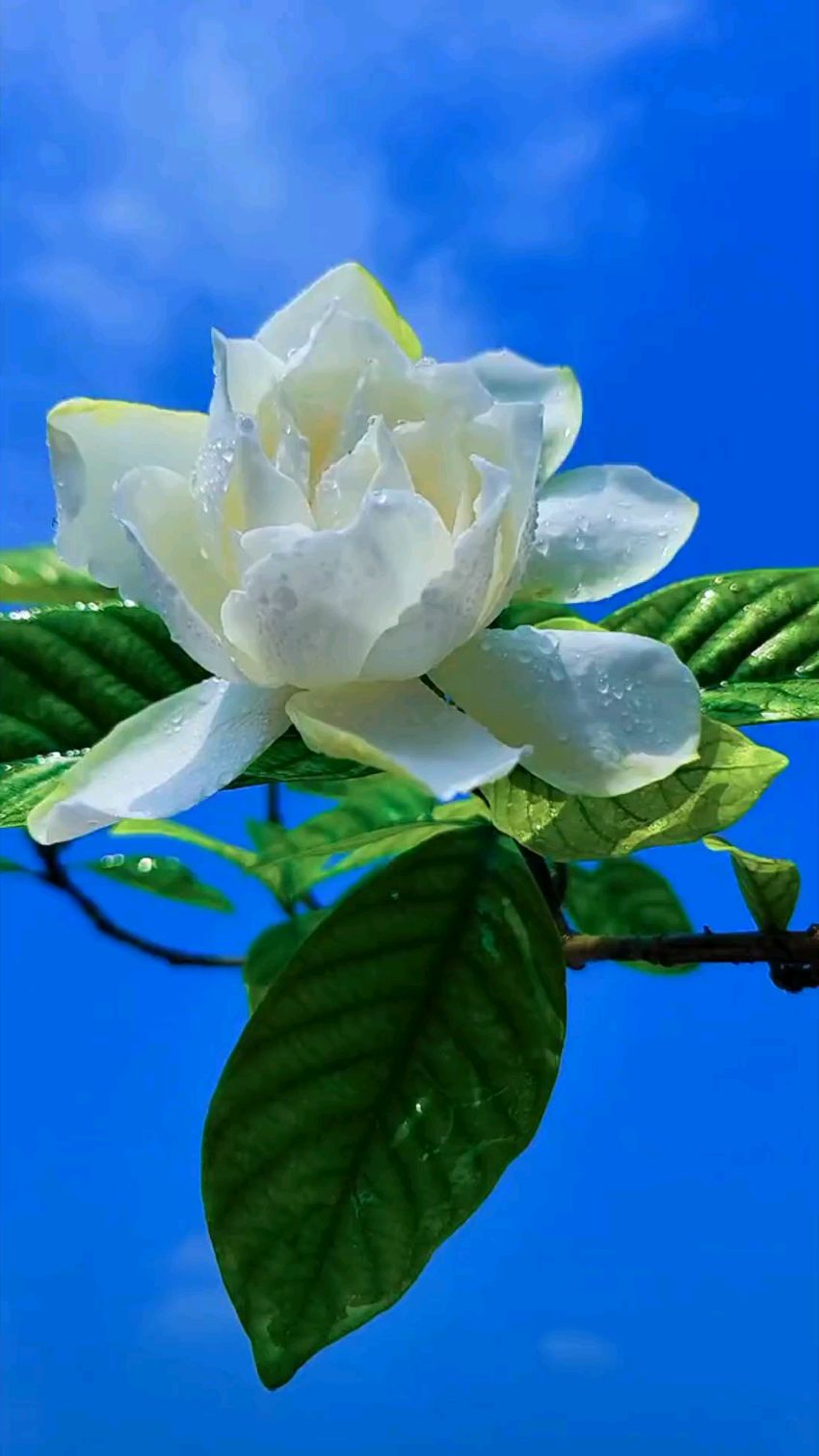 栀子花开呀开,栀子花开呀开!好美!-度小视