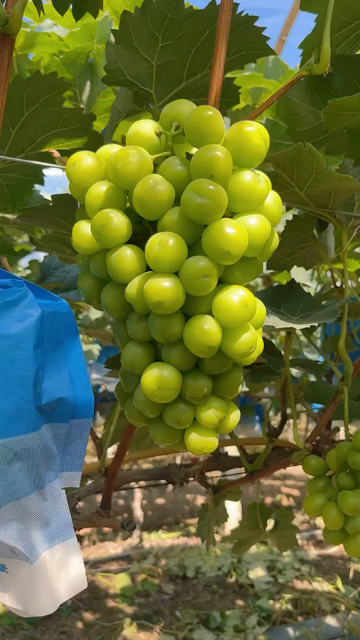 阳光玫瑰葡萄苗 植株长势旺盛 果肉脆甜 不裂果 耐寒抗旱品种