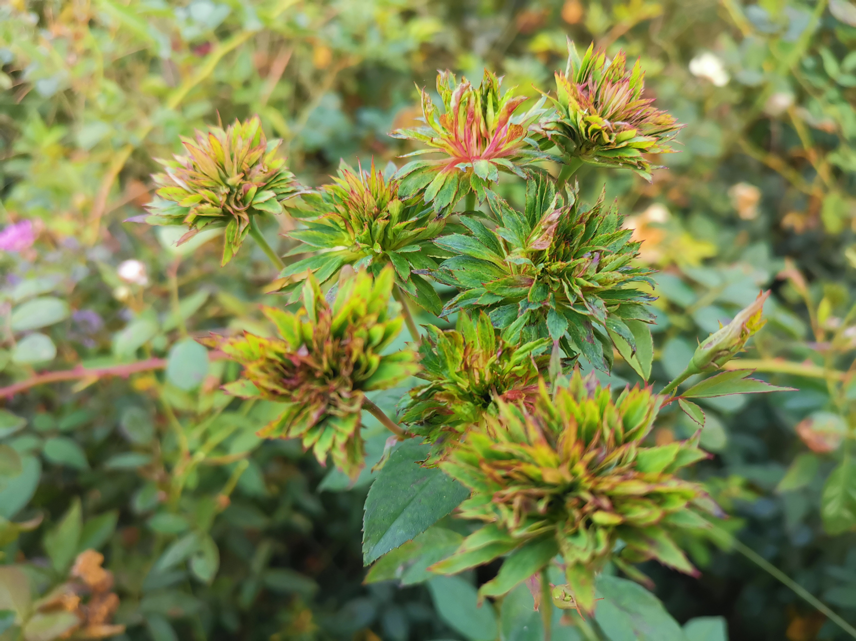 【中国古老珍稀月季品种之绿萼】  中国是月季的原产国,种植历史久远.