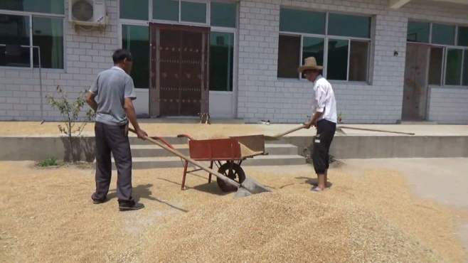 [图]大圆圆在四十度高温下，晒五千多斤小麦，啥事情让大圆圆一直担心