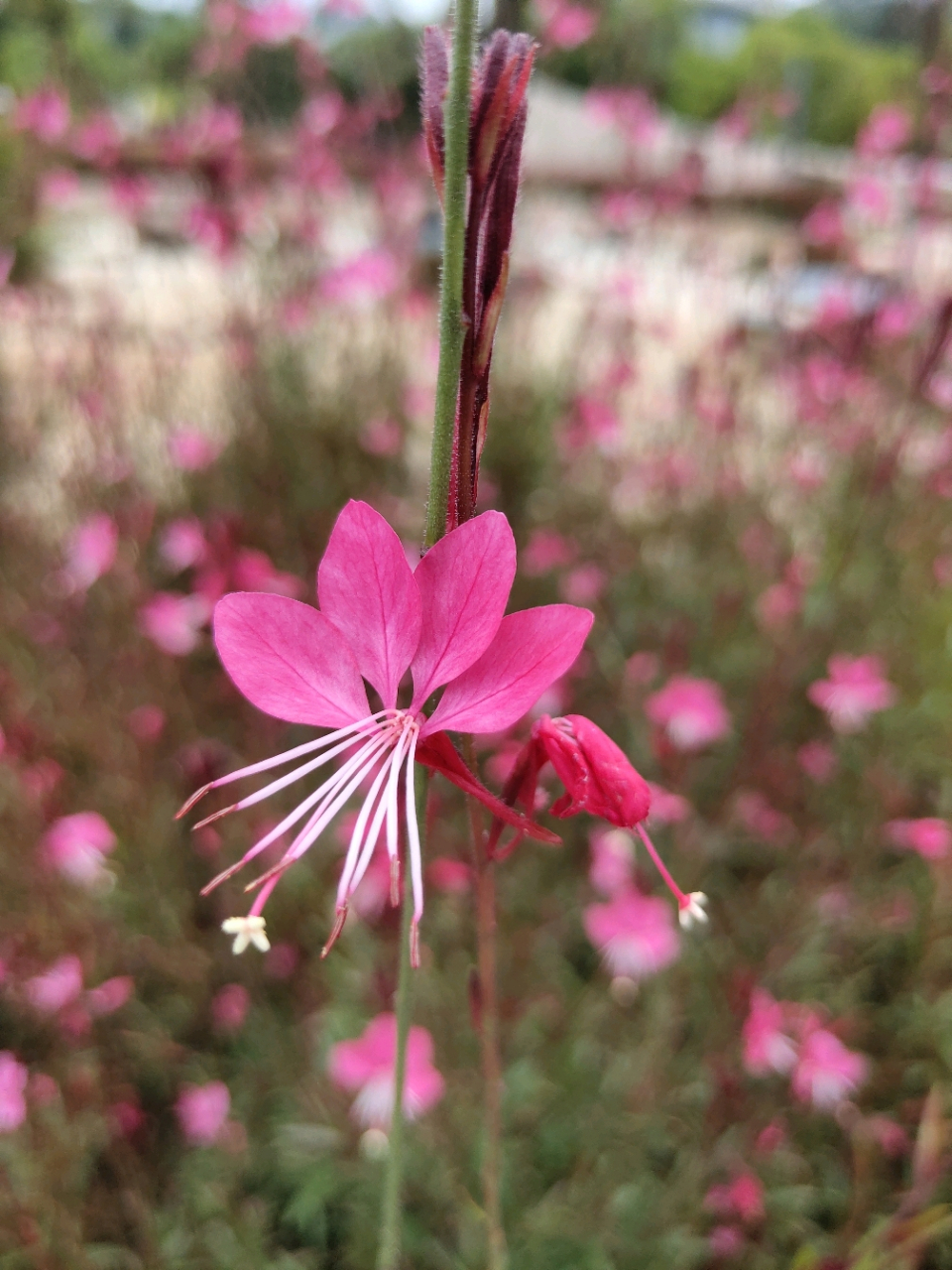 94山桃草花萼片为淡粉红色,花瓣为白色或粉红色,花期5-9月,果期8-9