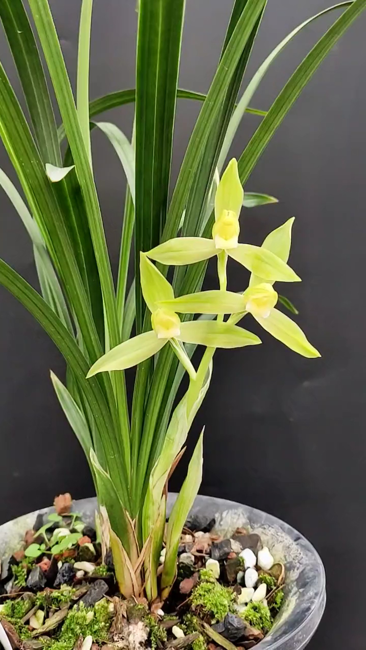 春剑素花西蜀道光