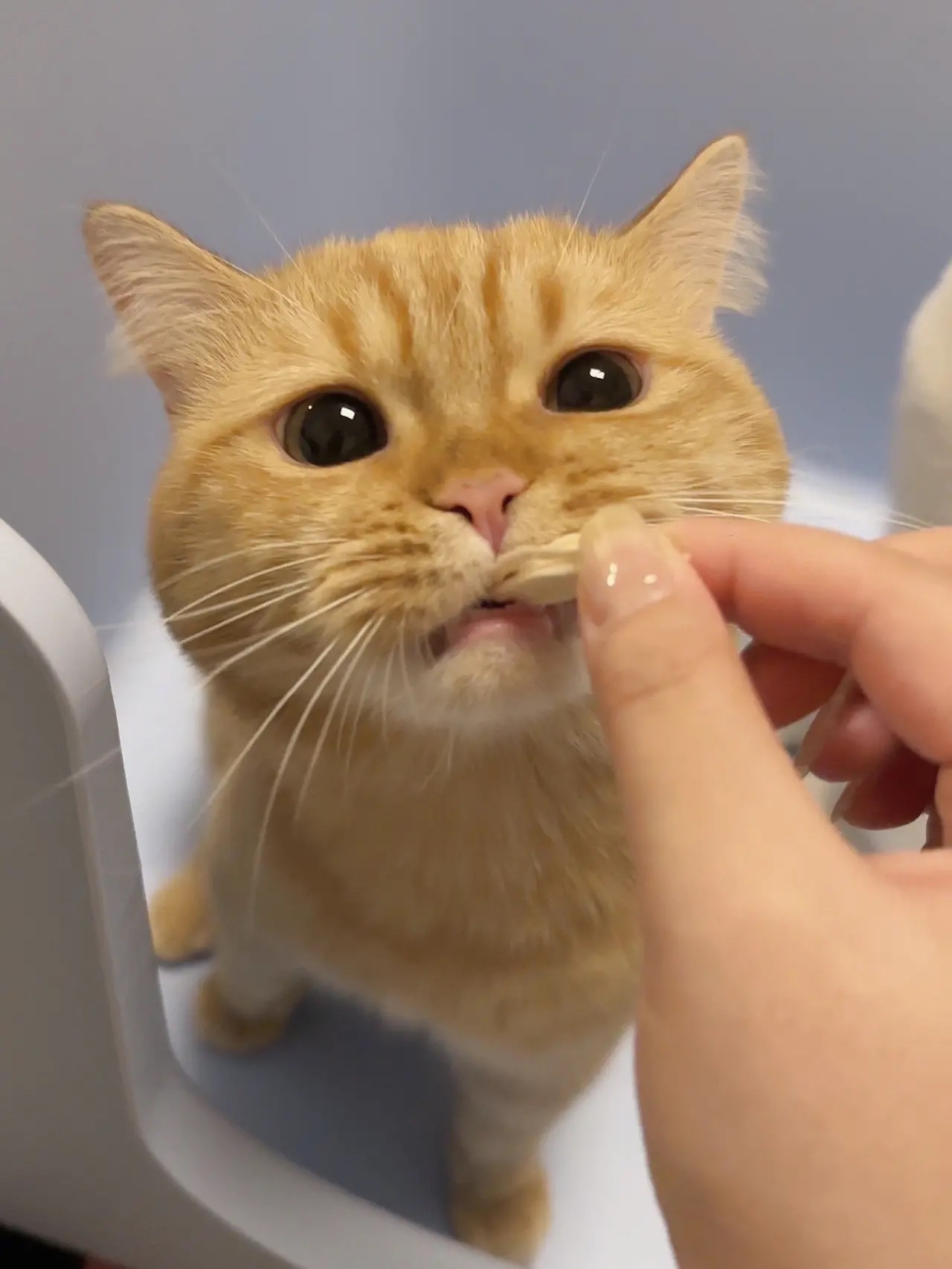 小憨包 小猫咪三分迷茫七分呆滞
