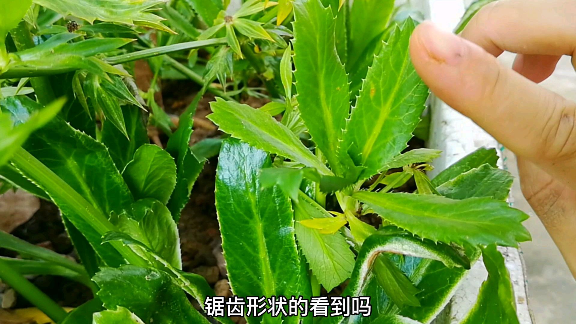 广西媳妇用泰国香菜做凉拌海带丝,香脆开胃,比普通香菜好吃百倍