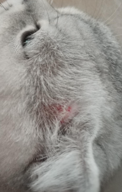 猫藓怎么才能治好