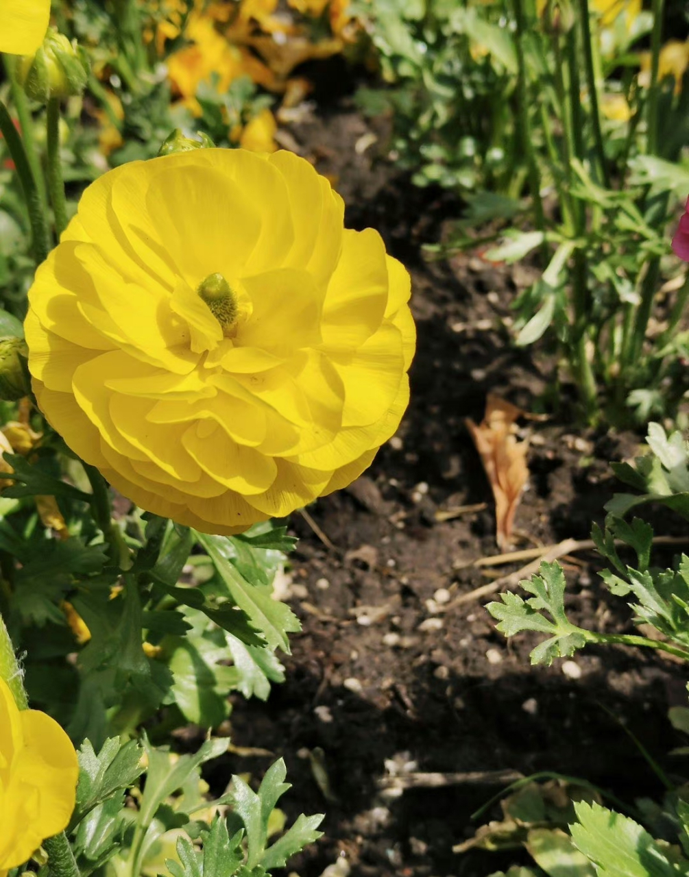 花毛茛,是非常好看的花卉可爱～ 别名:芹菜花,波斯毛茛,陆莲花.