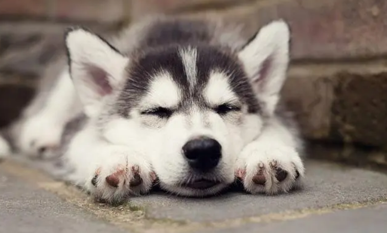 哈礼鹿是什么品种